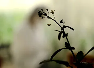 A maturing canola plant is silhouetted by a growth room window at Monsanto Canadas plant A maturing canola plant is silhouetted by a growth room window at Monsanto Canadas plant
