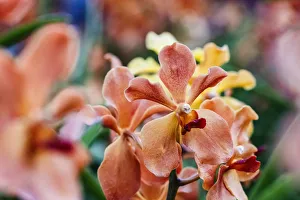 Mayara Mandai Sunlight hybrid orchids are seen during the Orchid Extravaganza 2019 floral Mayara Mandai Sunlight hybrid orchids are seen during the Orchid Extravaganza 2019 floral