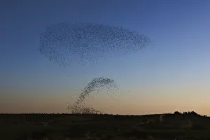 Migrating starlings fly in a formation near Rahat Migrating starlings fly in a formation near Rahat