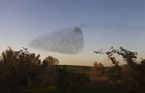 Migrating starlings fly in formation across the sky near the southern Israeli town Migrating starlings fly in formation across the sky near the southern Israeli town