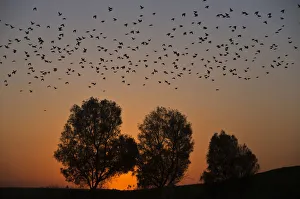 Migrating starlings fly across the sky during sunset near the southern Israeli town Migrating starlings fly across the sky during sunset near the southern Israeli town
