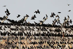 Migrating starlings are seen as they rest on a fence before murmuration in the sky near Migrating starlings are seen as they rest on a fence before murmuration in the sky near