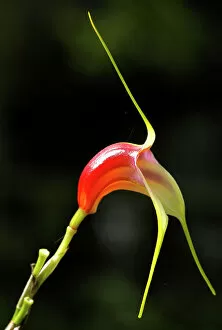 Flowers Gallery: A miniature orchid, masdevallia reichenbachiana, which is a native species unique in Costa Rica