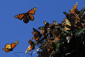 Mexico Heritage Sites Gallery: Monarch Butterfly Biosphere Reserve