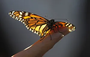 A monarch butterfly rests on a visitors hand at the Monarch Grove Sanctuary in Pacific A monarch butterfly rests on a visitors hand at the Monarch Grove Sanctuary in Pacific