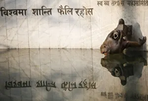 A monkey is reflected on a pond while drinking water in Kathmandu A monkey is reflected on a pond while drinking water in Kathmandu