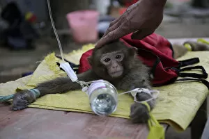 A monkey trainer touches the head of a sick monkey as it receives treatment in Wuhan