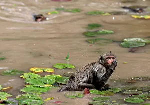 Monkeys collect lotus in a lake to eat as food, at a temple near Angkor Wat, in Siem Reap Monkeys collect lotus in a lake to eat as food, at a temple near Angkor Wat, in Siem Reap