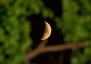 The moon is seen through the branches of a tree in Tehran The moon is seen through the branches of a tree in Tehran
