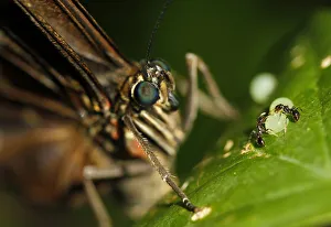 A morpho peleides butterfly lays its eggs, while two ants surround one A morpho peleides butterfly lays its eggs, while two ants surround one