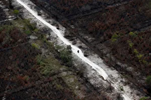 A motorist rides a motorbike on a road through an area burnt due to the forest fires near A motorist rides a motorbike on a road through an area burnt due to the forest fires near