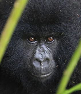 Virunga National Park Collection: A mountain gorilla looks out of a clearing in Virunga national park in the Democratic