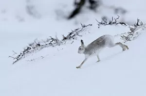 Images Dated 2nd March 2016: A mountain hare runs across the snow in the Cairngorm mountains near Glenshee in Scotland