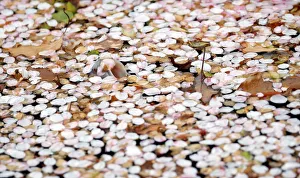 A mouth of a carp is seen at a pond covered with petals of cherry blossoms at a park in A mouth of a carp is seen at a pond covered with petals of cherry blossoms at a park in