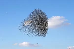 A murmuration of migrating starlings is seen across the sky near the city of Beer Sheva A murmuration of migrating starlings is seen across the sky near the city of Beer Sheva