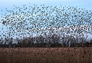 A murmuration of of Starlings fly at dusk over the Piermont Marsh along the Hudson A murmuration of of Starlings fly at dusk over the Piermont Marsh along the Hudson