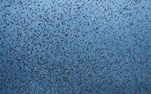 A murmuration of starlings is seen across the sky near the town of Gretna Green, Scotland A murmuration of starlings is seen across the sky near the town of Gretna Green, Scotland