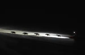 A musher and his dogs compete during the ninth stage of the La Grande Odyssee sled A musher and his dogs compete during the ninth stage of the La Grande Odyssee sled