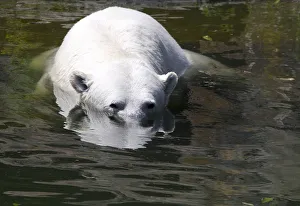 Nancy the polar bear cools off in a pool on a hot summer day at the Berlin Zoo Nancy the polar bear cools off in a pool on a hot summer day at the Berlin Zoo