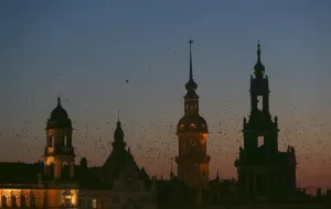 Print of Birds flying above the Elbe river embankment in Dresden