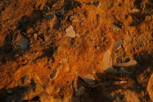 Gozo Island Fossils Print