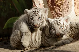 Juarez Gallery: Newborn white Bengal tiger cubs are shown to the media at San Jorge zoo in Ciudad Juarez