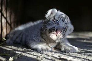 Juarez Gallery: Newborn white Siberian tiger cub is pictured in its enclosure at San Jorge zoo in Ciudad