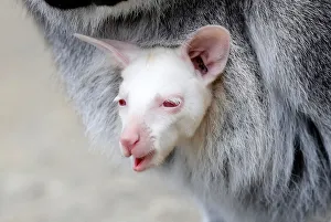 A newly born albino red-necked wallaby joey is carried by its mother in their enclosure A newly born albino red-necked wallaby joey is carried by its mother in their enclosure