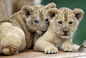 Looking At Camera Collection: Newly born Barbary lion cubs rest inside their enclosure at Dvur Kralove Zoo