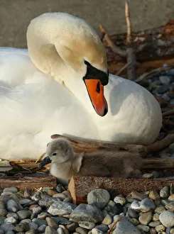 A newly born cygnet falls in front of its pen, by the female swan A newly born cygnet falls in front of its pen, by the female swan