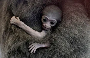 A newly born endangered Silvery Gibbon baby is held by its mother Alangalang at Prague A newly born endangered Silvery Gibbon baby is held by its mother Alangalang at Prague