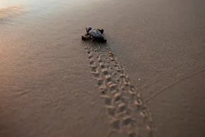 A newly-hatched baby sea turtle makes its way into the Mediterranean Sea for the first A newly-hatched baby sea turtle makes its way into the Mediterranean Sea for the first