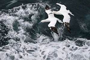 Two Northern Gannet fly over the waves as a fishing trawler makes it way off the coast of Two Northern Gannet fly over the waves as a fishing trawler makes it way off the coast of