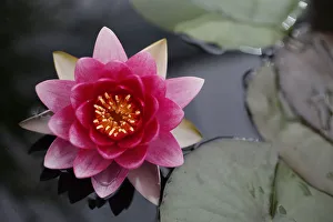 A Nymphaea Attraction plant is seen during media day at the Chelsea Flower Show in A Nymphaea Attraction plant is seen during media day at the Chelsea Flower Show in