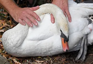 Officials record and examine cygnets and swans during the annual census of the Queen's Officials record and examine cygnets and swans during the annual census of the Queen's