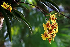Images Dated 16th February 2017: An oncidium hangs during The annual Orchid Show at the New York Botanical Garden in