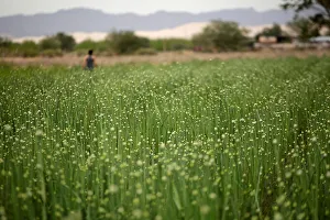 Juarez Gallery: An onion plantation is seen in Samalayuca