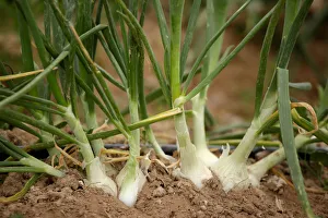 Juarez Gallery: Onions are seen at a plantation in Samalayuca