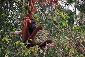 Indonesia Gallery: Animals Collection