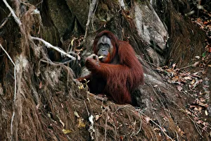 Indonesia Gallery: 