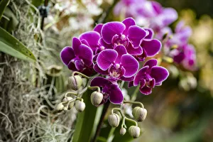 Orchids hang from an arch during the Orchid Extravaganza 2019 floral display at Gardens Orchids hang from an arch during the Orchid Extravaganza 2019 floral display at Gardens