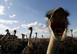 Images Dated 4th September 2010: An ostrich reacts at an ostrich farm in the village of Yasnogorodka