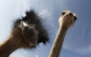 Images Dated 15th October 2011: Ostriches look at the camera at Artestruz ostrich farm outside the village of Campos in