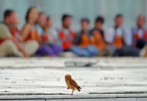 Images Dated 24th February 2011: An owl perches in front of Greenpeace activists who were arrested in Brasilia