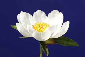 Images Dated 21st May 2010: A Paeonia Lactiflora, commonly known as White Wings, is displayed as preparations