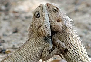 Images Dated 27th May 2009: A pair of chameleons fight inside a park in Ahmedabad
