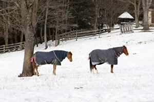 A pair of horses takes a break from grazing over snow covered pasture in Great Falls