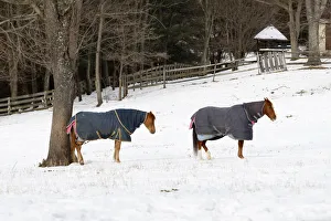 A pair of horses takes a break from grazing over snow covered pasture in Great Falls A pair of horses takes a break from grazing over snow covered pasture in Great Falls