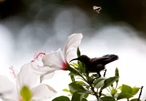 Power Of Nature Gallery: A Palestine sunbird eats the nectar of flowers as a bee flies over at Orange House garden