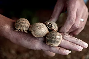A Palestinian man holds his baby tortoises near the West Bank town of Tubas A Palestinian man holds his baby tortoises near the West Bank town of Tubas